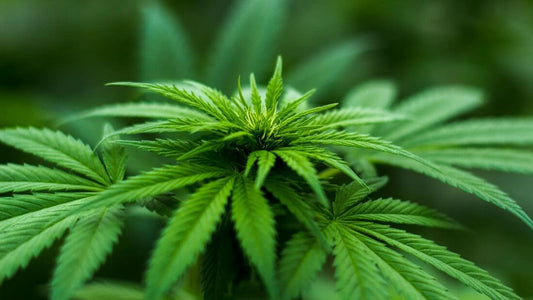 Cannabispflanze in Nahaufnahme – Symbolbild zur Cannabis-Evaluation in Deutschland