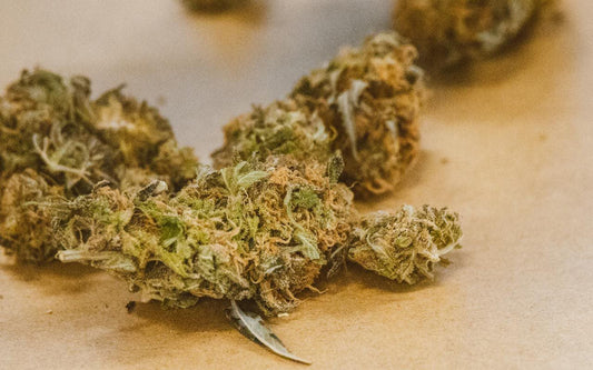 Cannabis Knolle Nahaufnahme