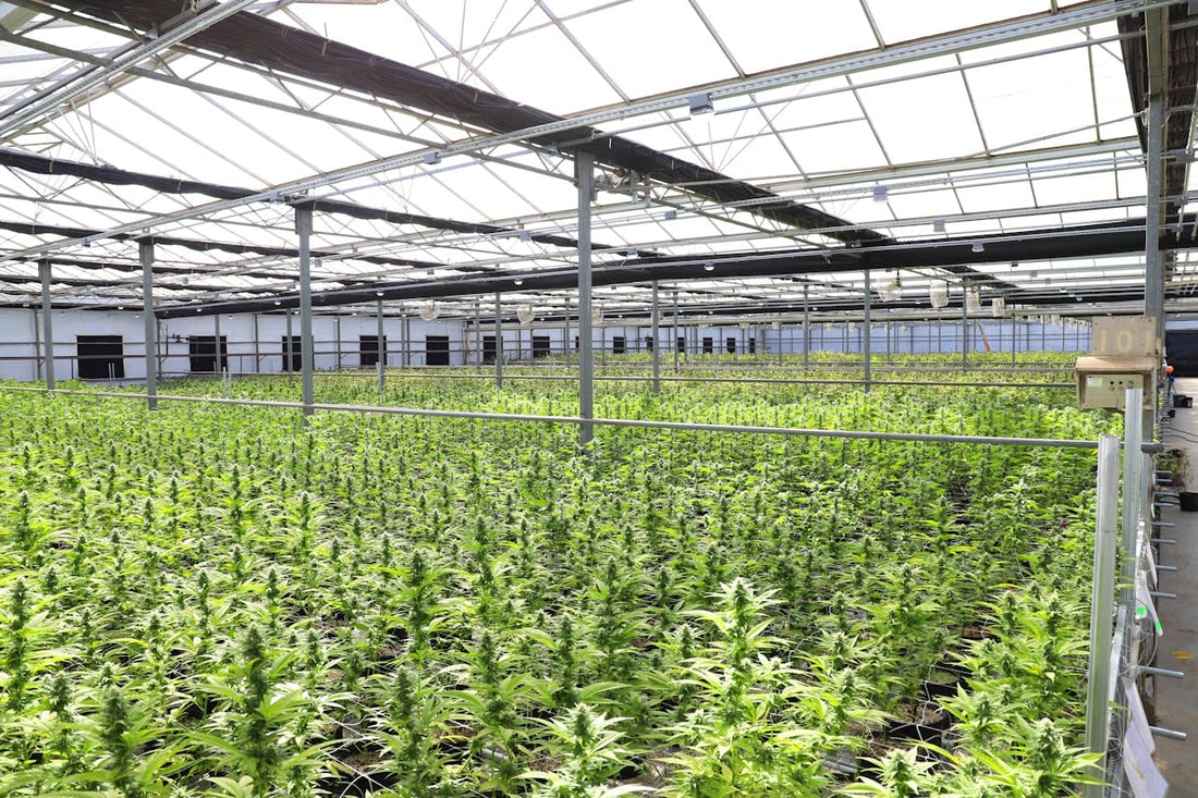 Cannabis-Plantage in einem großen modernen Gewächshaus mit zahlreichen Pflanzen unter Glasdach