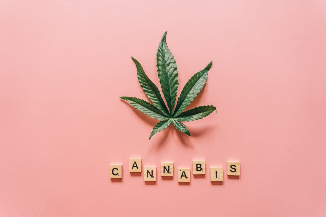 Cannabis Schriftzug mit Hanfblatt als Symbolbild für Cannabis-Begriffe und das 420-Lexikon