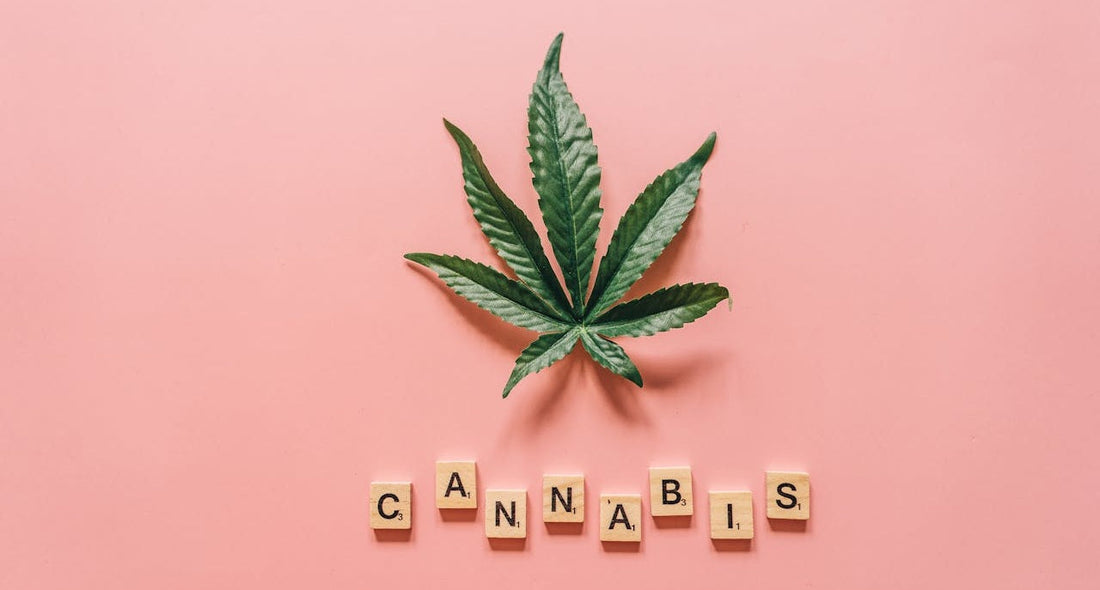 Cannabis Schriftzug mit Hanfblatt als Symbolbild für Cannabis-Begriffe und das 420-Lexikon