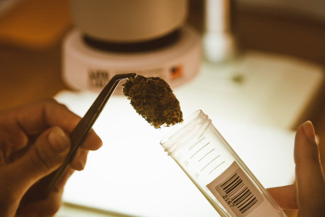 Medizinisches Cannabis wird im Labor mit einer Pinzette untersucht und in ein Probenröhrchen gefüllt