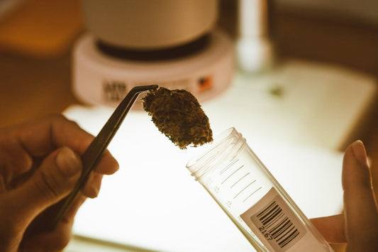 Cannabisprobe wird mit Pinzette in Glasbehälter untersucht