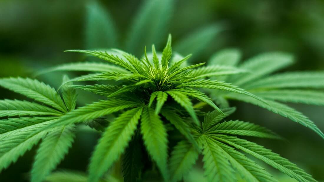 Cannabispflanze in Nahaufnahme – Symbolbild zur Cannabis-Evaluation in Deutschland